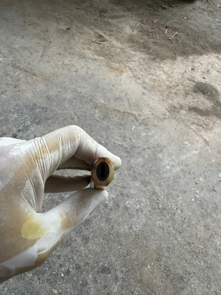 African blackwood wa handle with white horn ferrule, white horn cap, photographed before shipping in October 2026